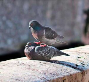 Palomas apareándose