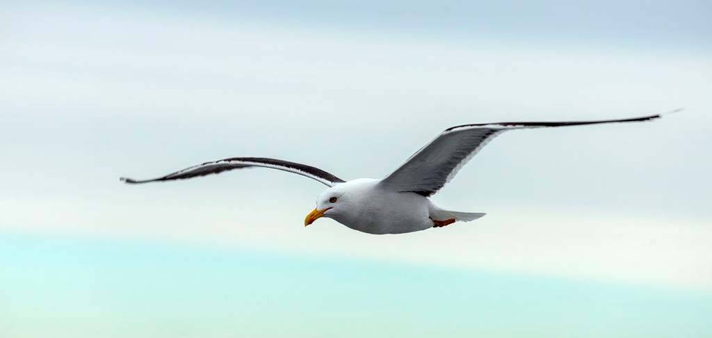 Gaviota volando