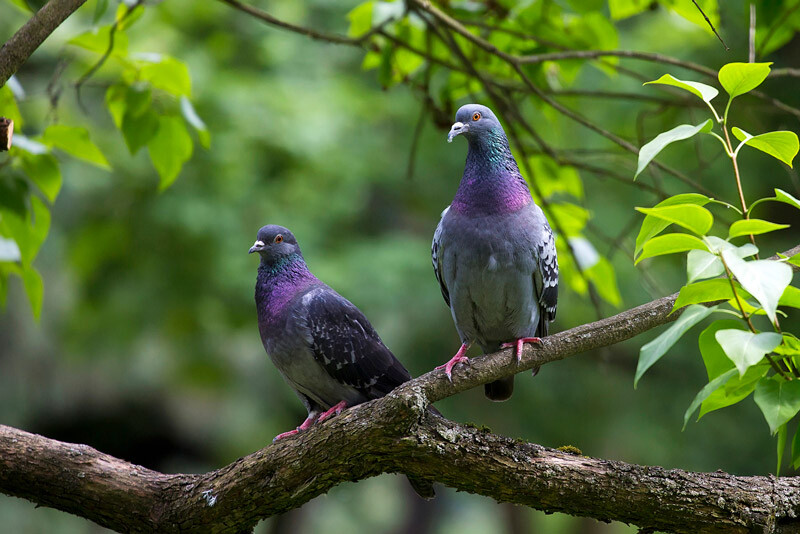 Palomas en arbol