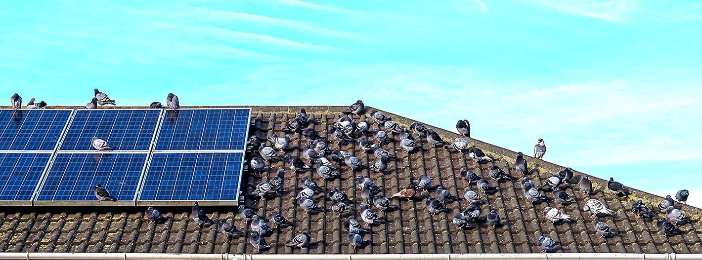 Palomas en tejado