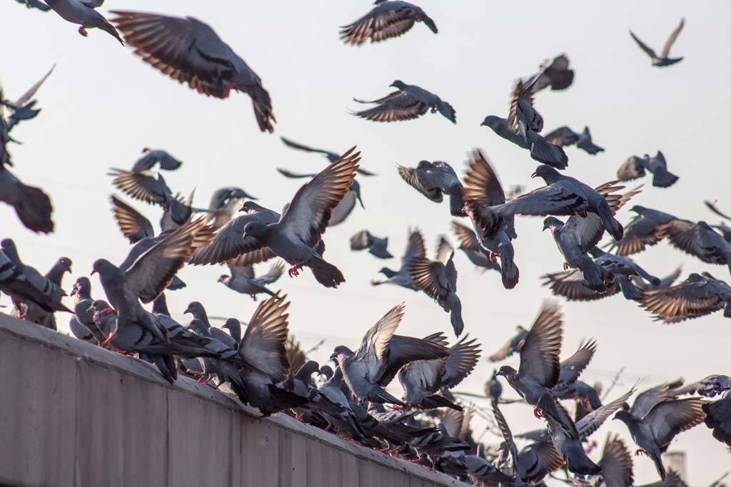 Muchas palomas posándose