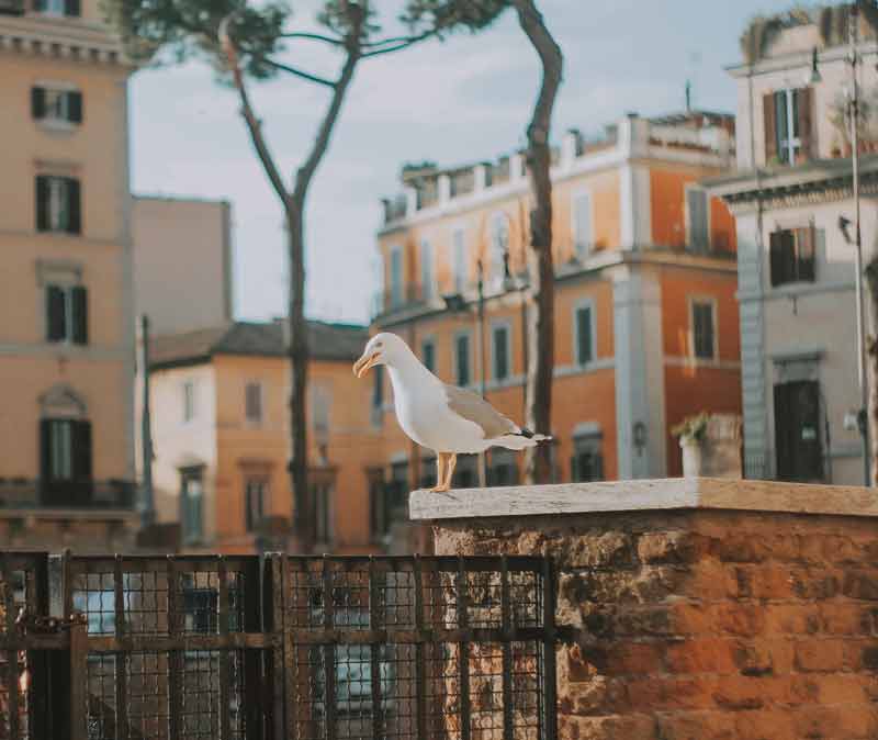 Gaviota sobre muro