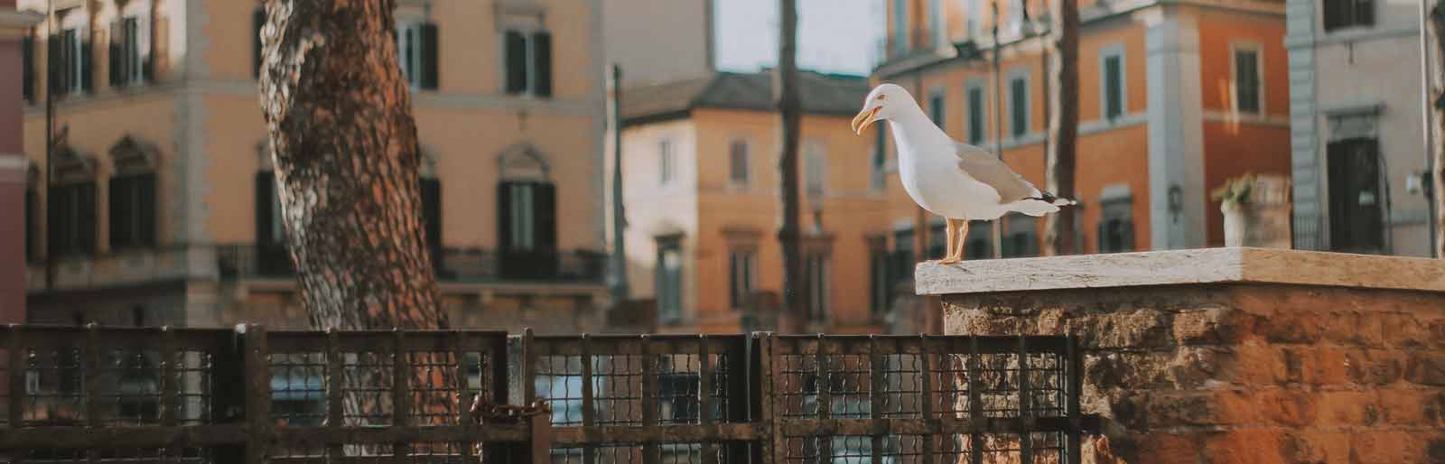 Gaviota sobre muro