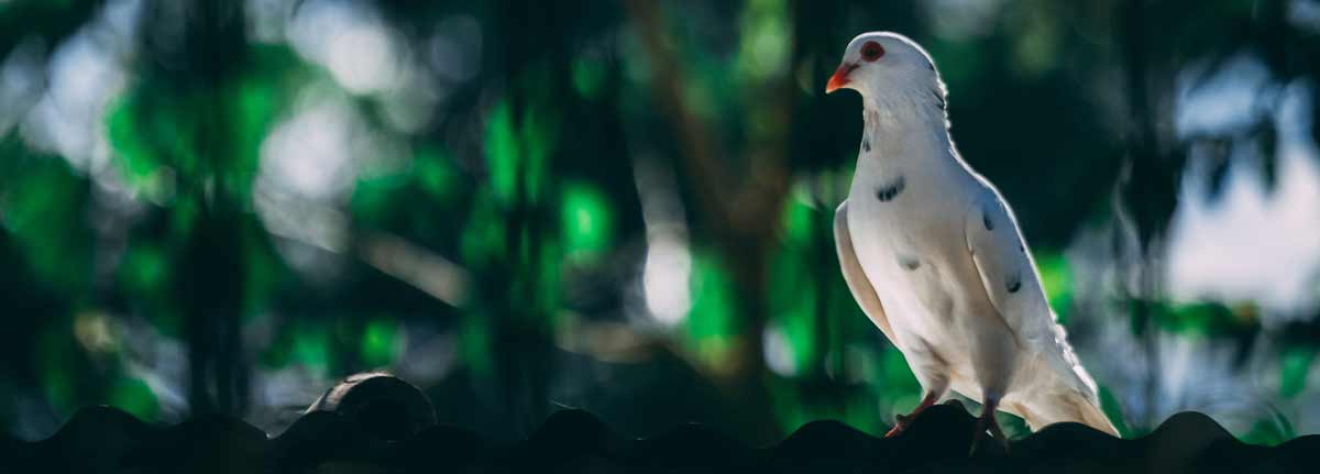 Tipos de palomas